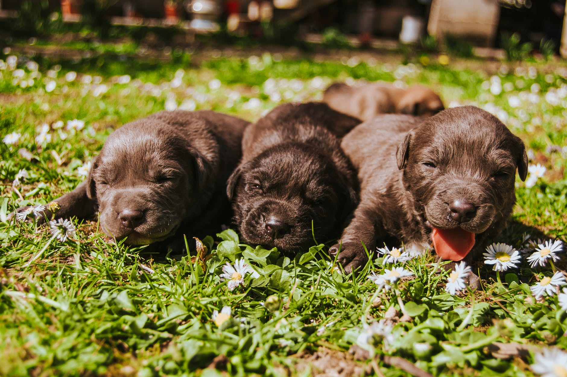 three brown coated puppies