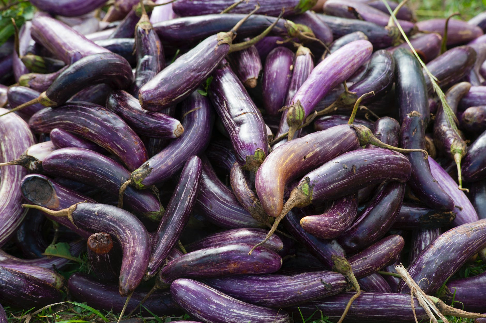 eggplant vegetable plant lot